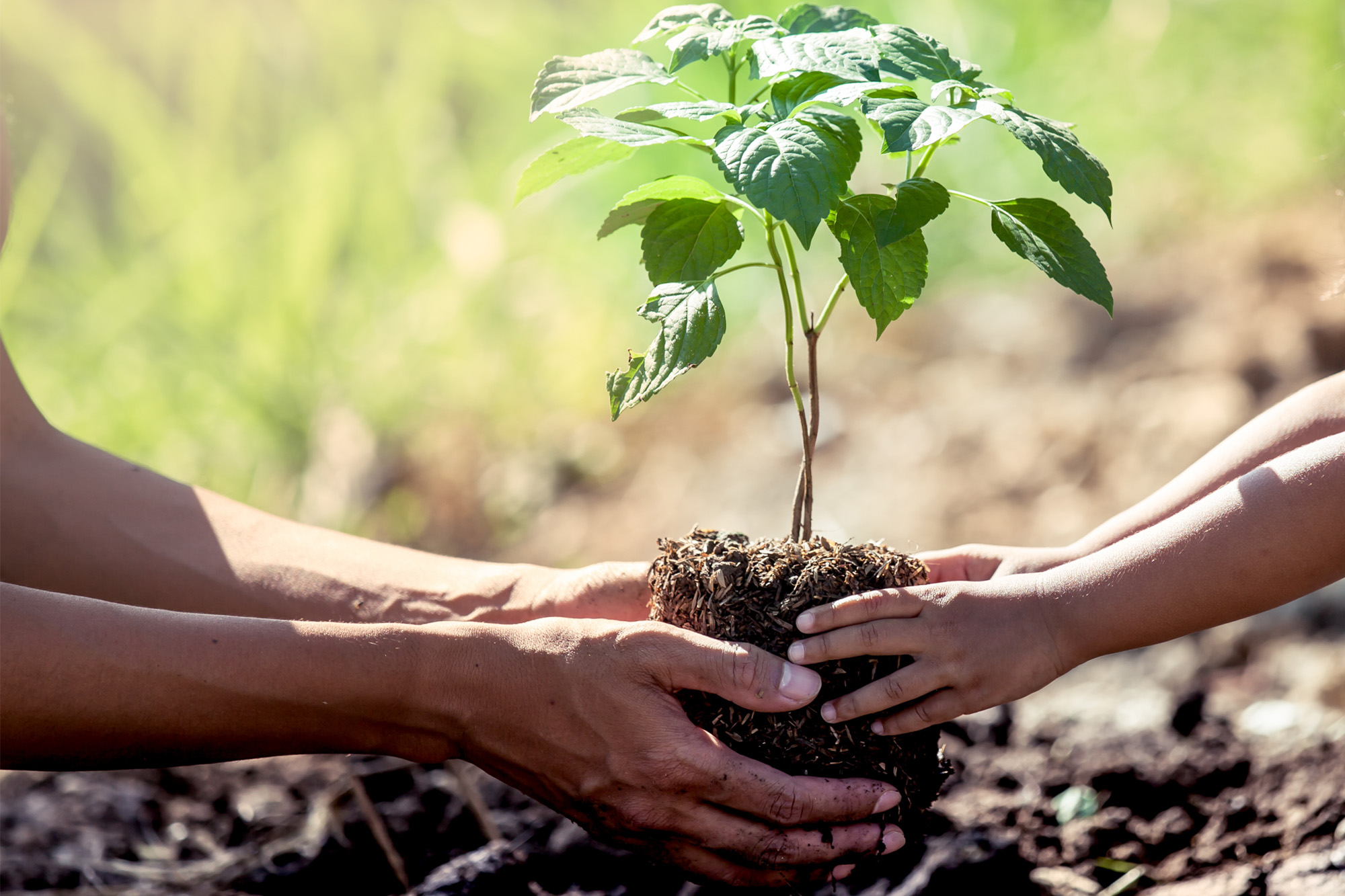 image of grandparent helping child plant a tree.